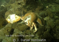 SeaStar lunching on Crab. Poor vis, subject spotted with ... by J. Daniel Horovatin 